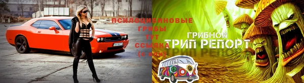 сатива Белоозёрский